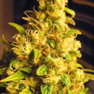 Buy Nirvana Special Marijuana Strain Online